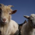 photo A La Ferme Du Sart