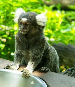 photo La Vallee Des Singes