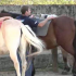 photo Le Haras Centre De Tourisme Equestre