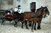 photo Les Attelages Du Village