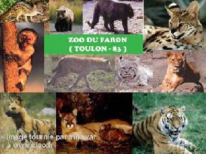 Zoo du mont faron