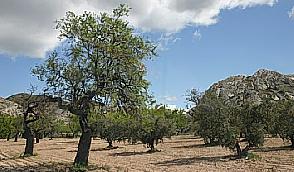 Les mazets des roches