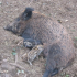 photo Aoubre L'aventure Nature ' Le Parc Animalier'
