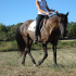 photo Cheval Enjeu