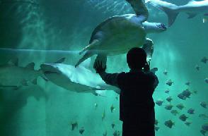 photo du Aquarium Du Grand Lyon