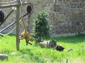 Safari de peaugres