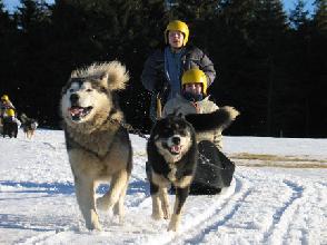 Parc du chien nordique