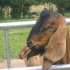 photo Ferme De La Nature, Ferme Animaliere P�dagogique