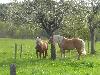 photo La Ferme Du Pr� Fleuri