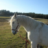 photo Centre Equestre