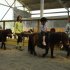 photo Cheval Des Hautes Terres