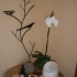 photo Centre De Naturopathie Christine Corderot