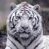 Spectable animaliers