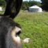 photo Les Anes De Vassiviere