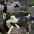 photo Adh Chiens De Traineau