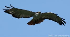 photo Le Donjon Des Aigles