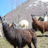photo Les Lamas Du Val D'azun