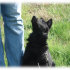 photo Centre Canin De La Vall�e De La Creuse