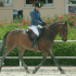photo Poney Club / Centre �questre Du Moulin