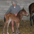 photo Poney Club / Centre �questre Du Moulin
