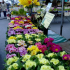 photo Jardins De Henimont