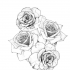 photo Sulacco Tattoo