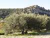 F�te de l'Olive 2007