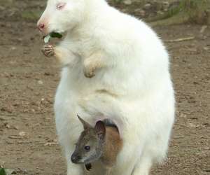 Le parc australien Le parc australien