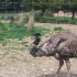photo Ferme Zoo De Bouzigues