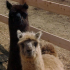 photo Ferme Zoo De Bouzigues