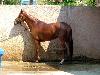 Centre equestre municipal montpellier grammont