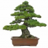 photo Jardibonsai