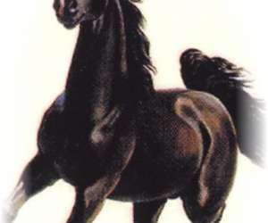 Centaure equitation Centaure equitation