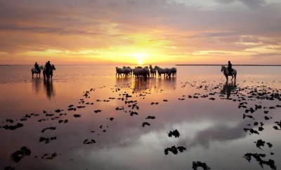 camargue