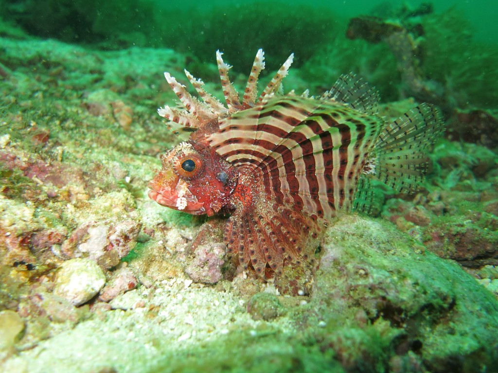 lionfish-1179264_1920