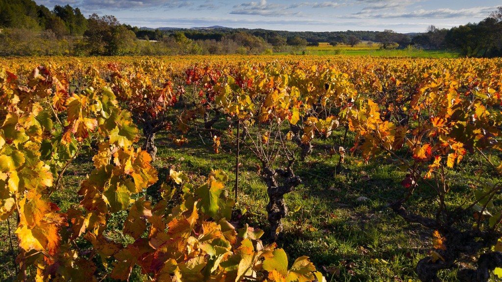 Cépages vignes Hérault