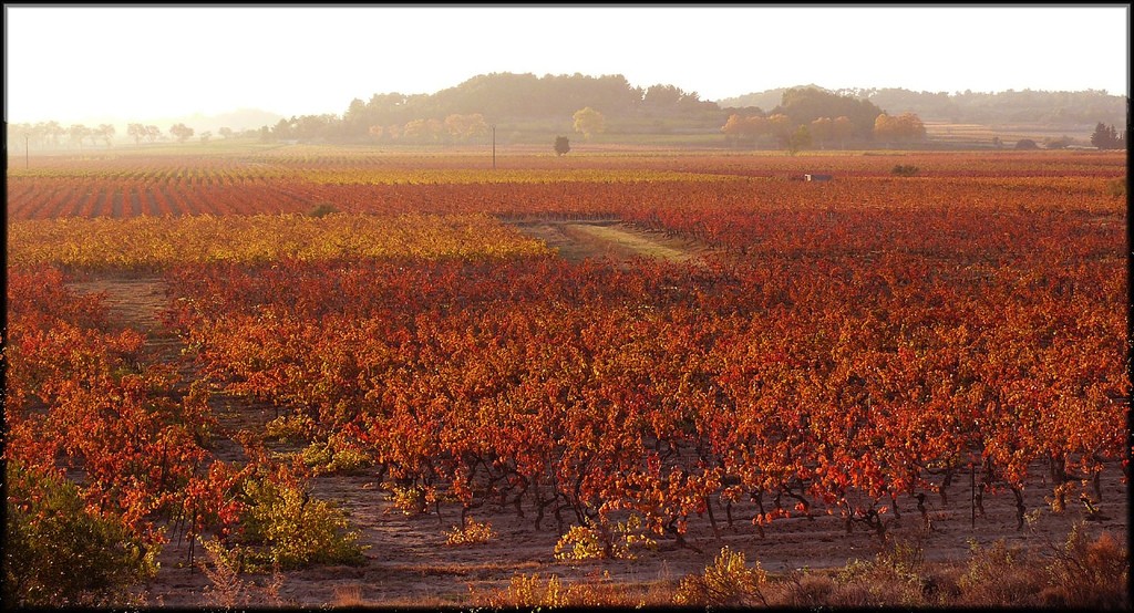 Languedoc