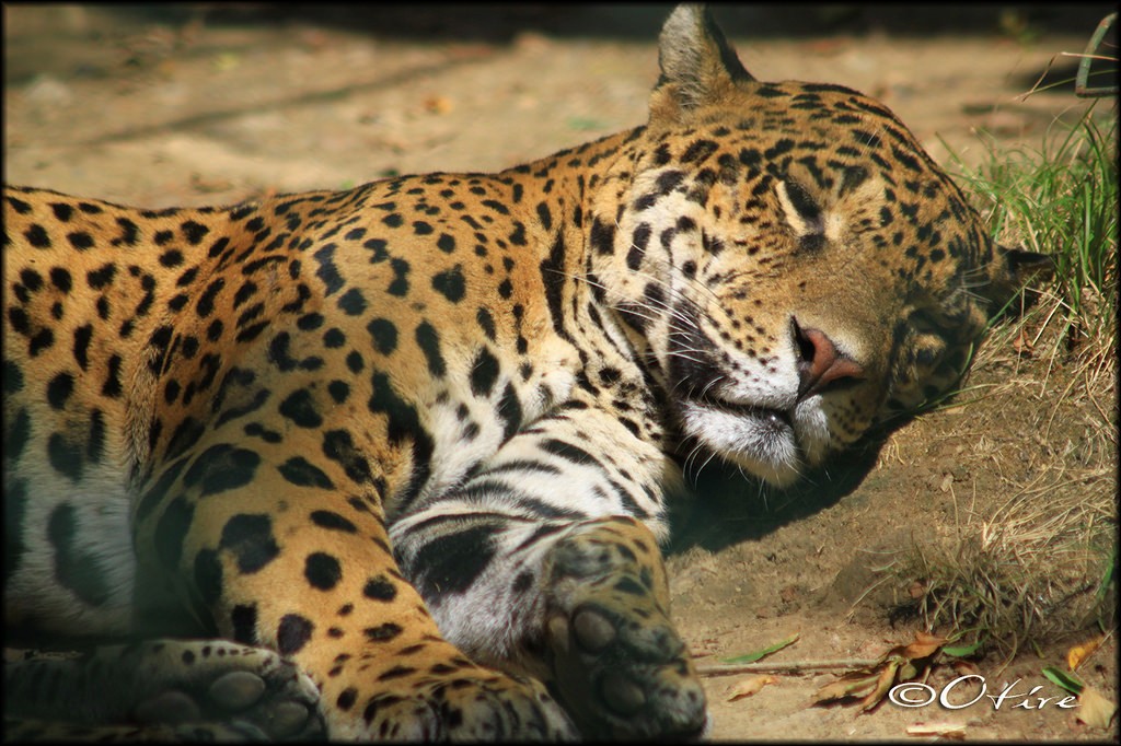 Zoo African Safari