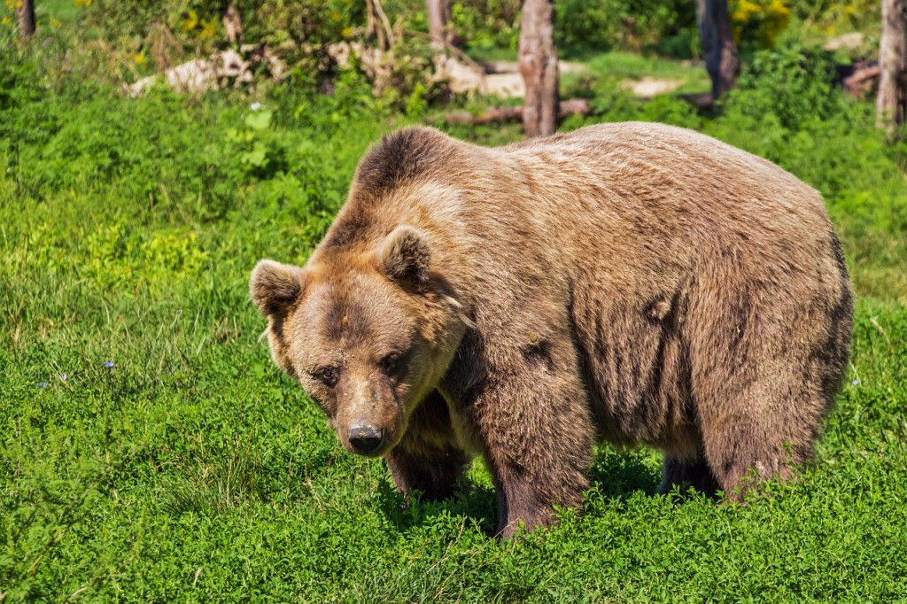 bear-422682_1280