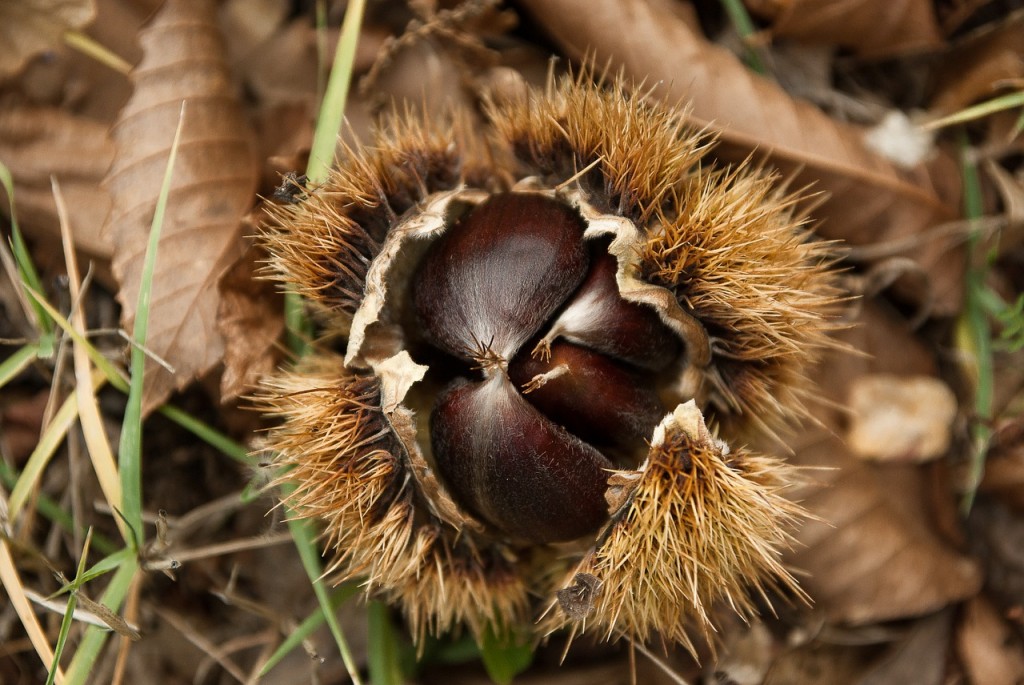 chestnuts-1758593_1280