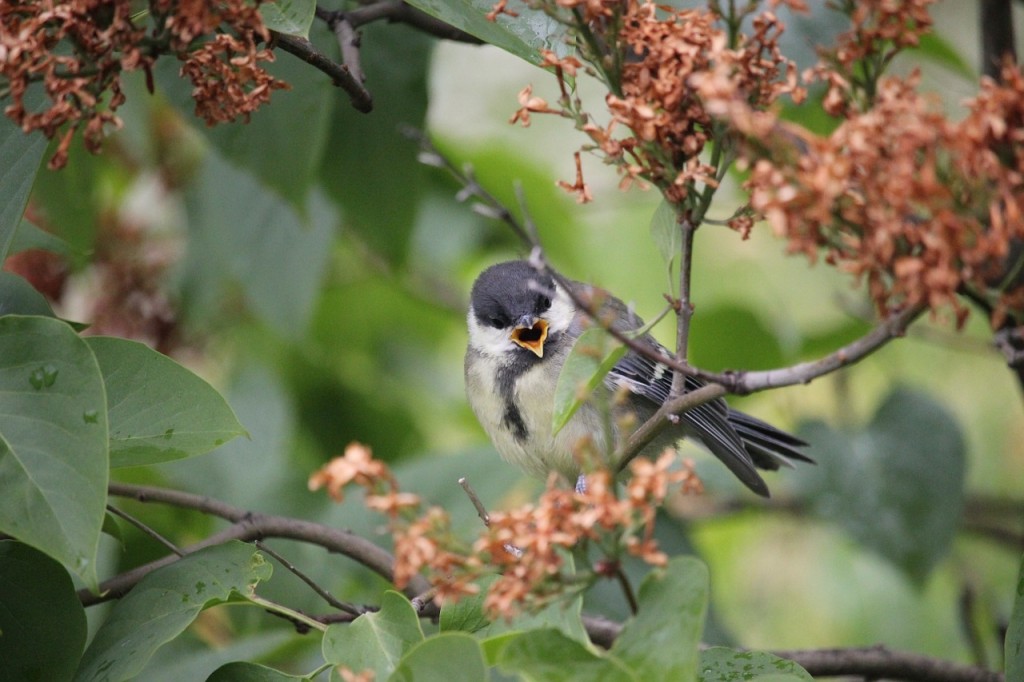 coal-tit-972588_1280