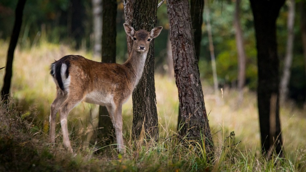 fallow-deer-984576_1280