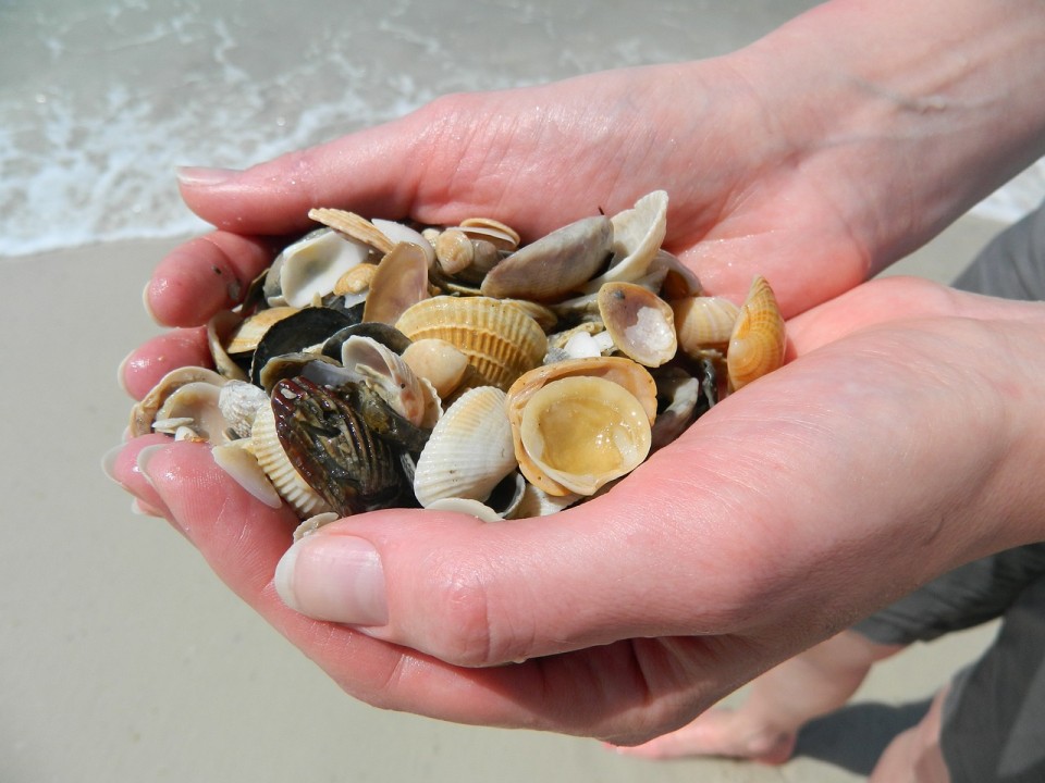 sea-shells-2200287_1280