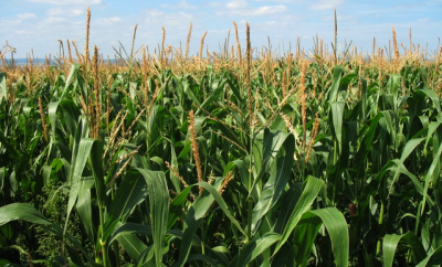 corn-field-1935_640