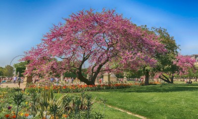 jardin tuileries