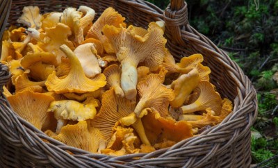 cueillette champignons