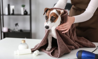 Female groomer wiping dog after washing in salon