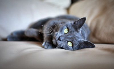 cat sitter pension chat lyon