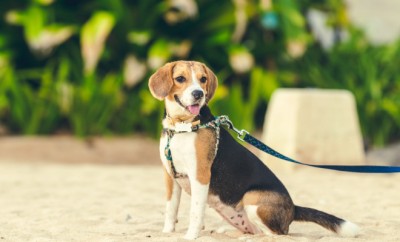 faire garder son chien a paris