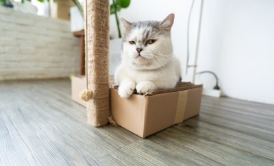 Comment Bien Demenager Avec Un Chat Nos Conseils Pour Reduire Son Stress Koifaire